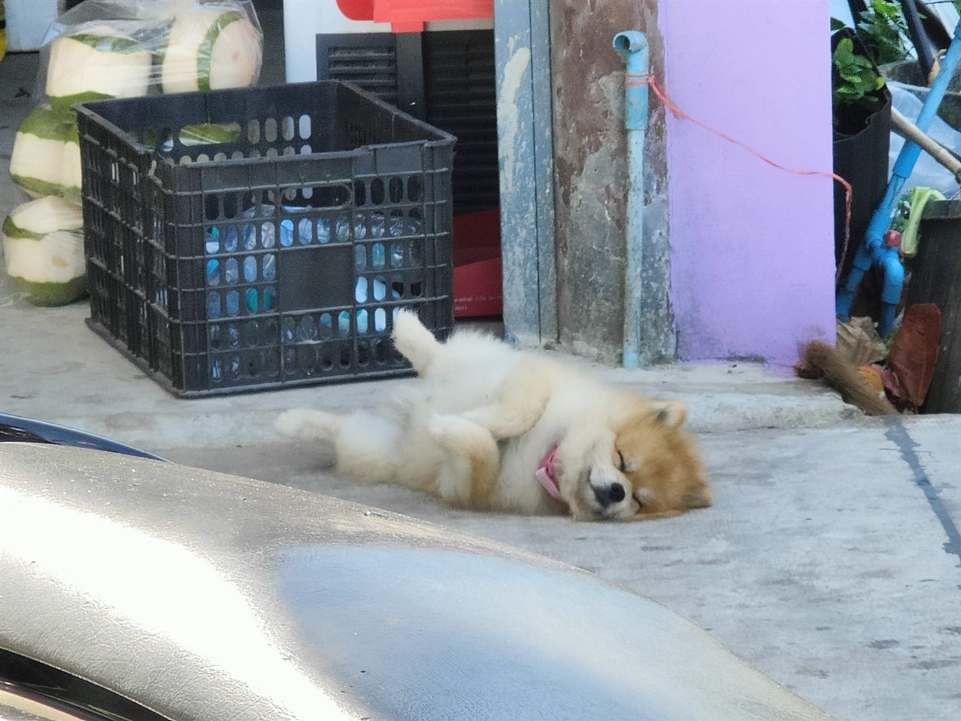 Erschöpfter Straßenhund liegt entspannt auf dem Boden
